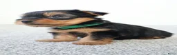 Yorkshire Terrier dogs for sale: Adorable Yorkshire Terrier Puppies 5 11.11.2026 - Advert 24