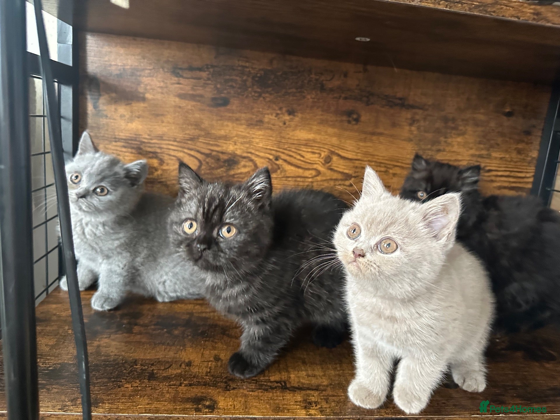 British Shorthair cats British Shorthair KITTENS  - Advert 1