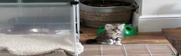 Maine Coon cats for sale: Maine coone kittens in Ebbw Vale - Advert 3