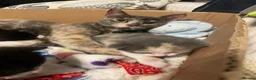 Domestic Shorthair cats for sale: Kittens  in Brierley Hill - Advert 1