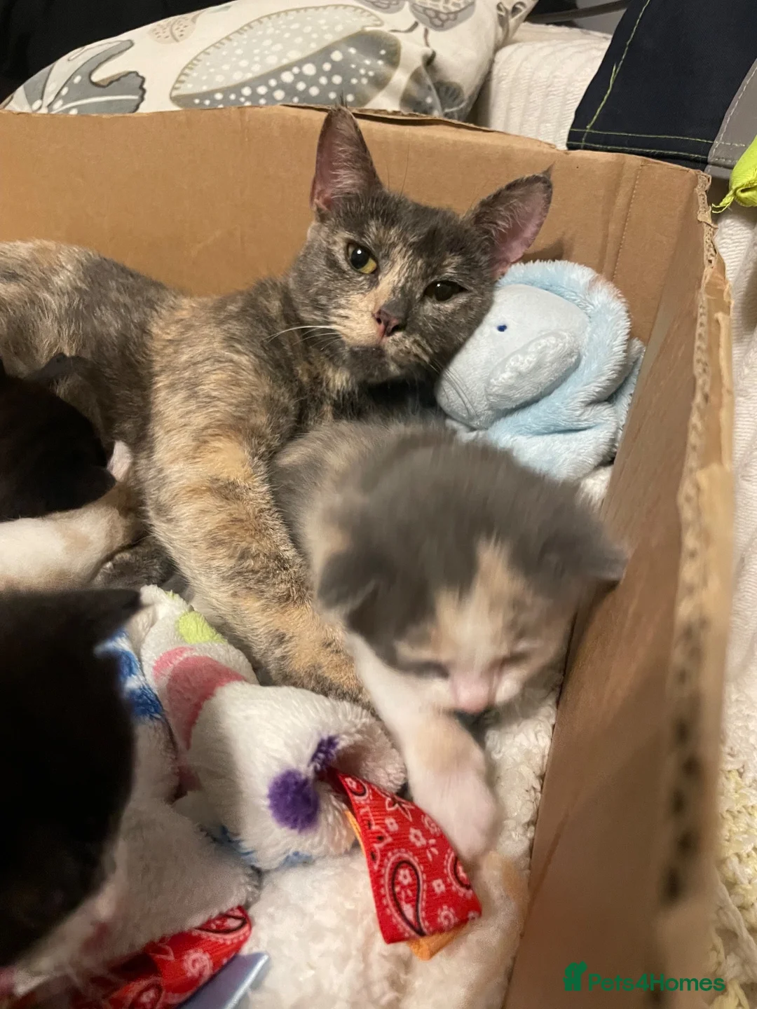Domestic Shorthair cats for sale: Kittens  in Brierley Hill - Advert 1