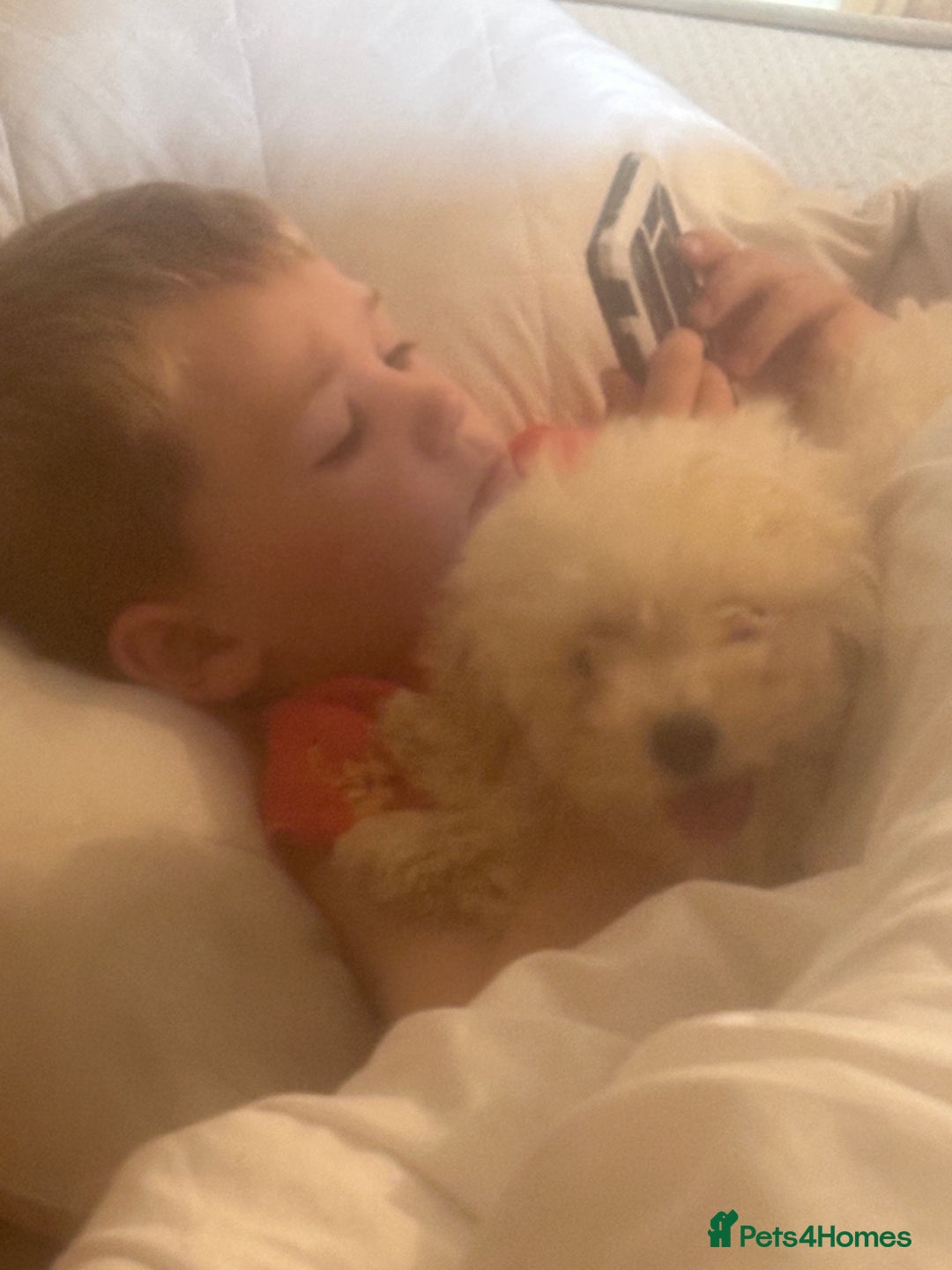 Poochon dogs for sale: Beautiful cheeky poochon puppys  - Image 5
