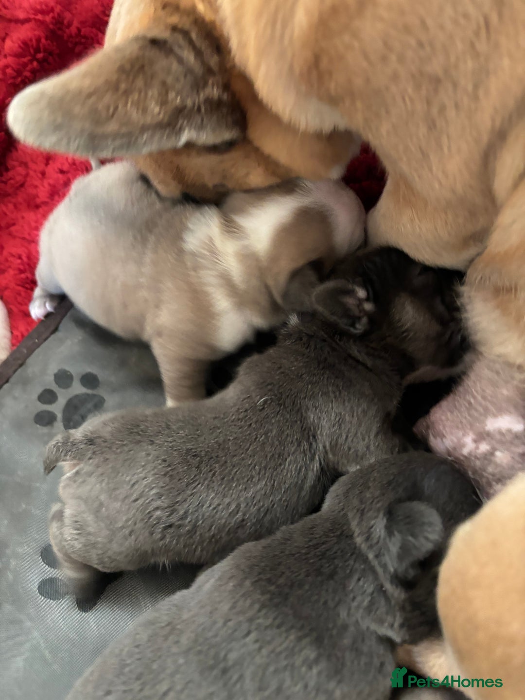 French Bulldog dogs for sale: Kc registered French bulldogs  - Image 14