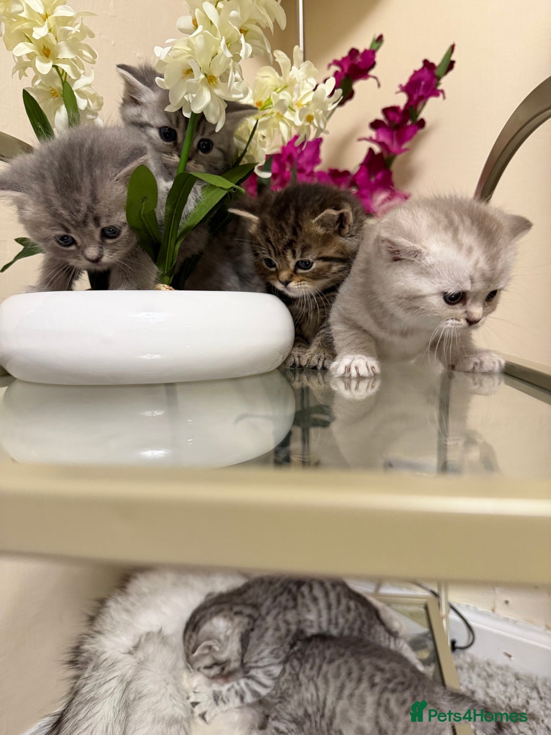 Persian cats for sale: 6 Beautiful Persians.  - Image 9