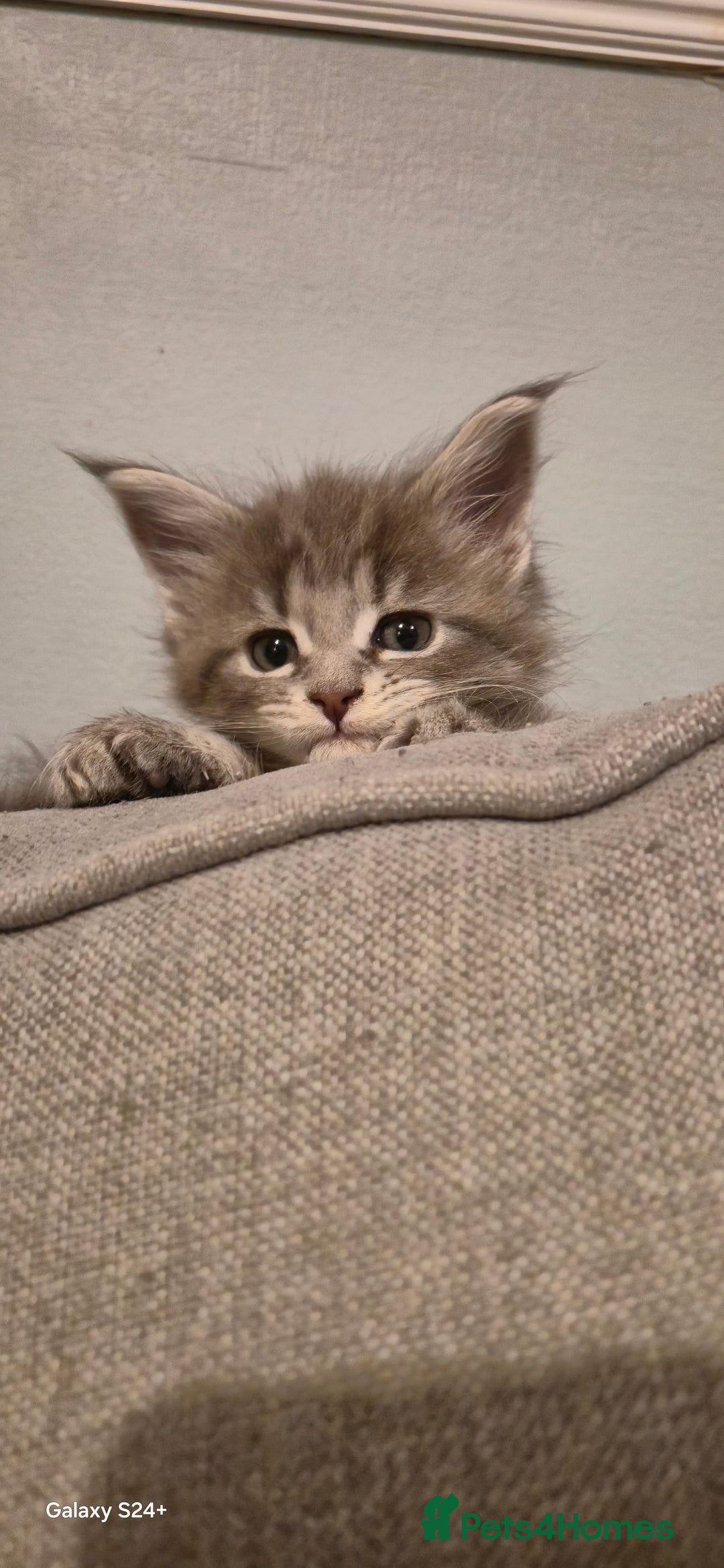 Maine Coon cats for sale: GCCF registered Pedigree Maine Coon Kittens - Advert 34