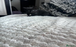 Mixed Breed cats for sale: All black kittens  - Image 3
