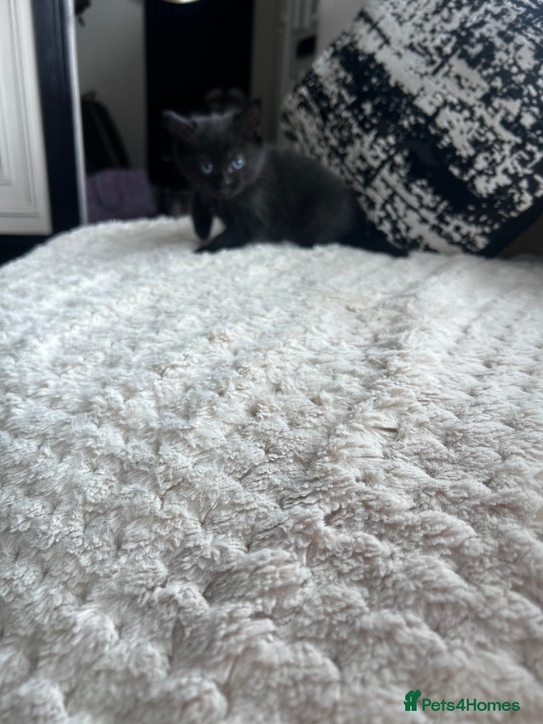 Mixed Breed cats for sale: All black kittens  - Image 3