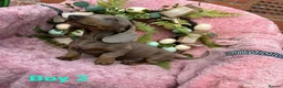 Miniature Dachshund dogs for sale: Minature Dachshund puppys  - Advert 6