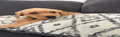Labrador Retriever 7