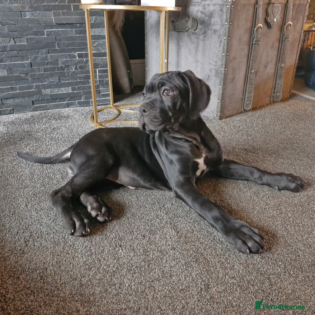 Cane Corso dogs for sale: EXCEPTIONAL PEDIGREE!! ONE BLUE GIRL AVAILABLE!! - Advert 25