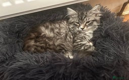 Siberian cats for sale: Sweet 4month Siberian Kitten Snow Needs New Home  - Image 2