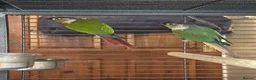 Conures birds for sale: Pair of conures for sale - Advert 1