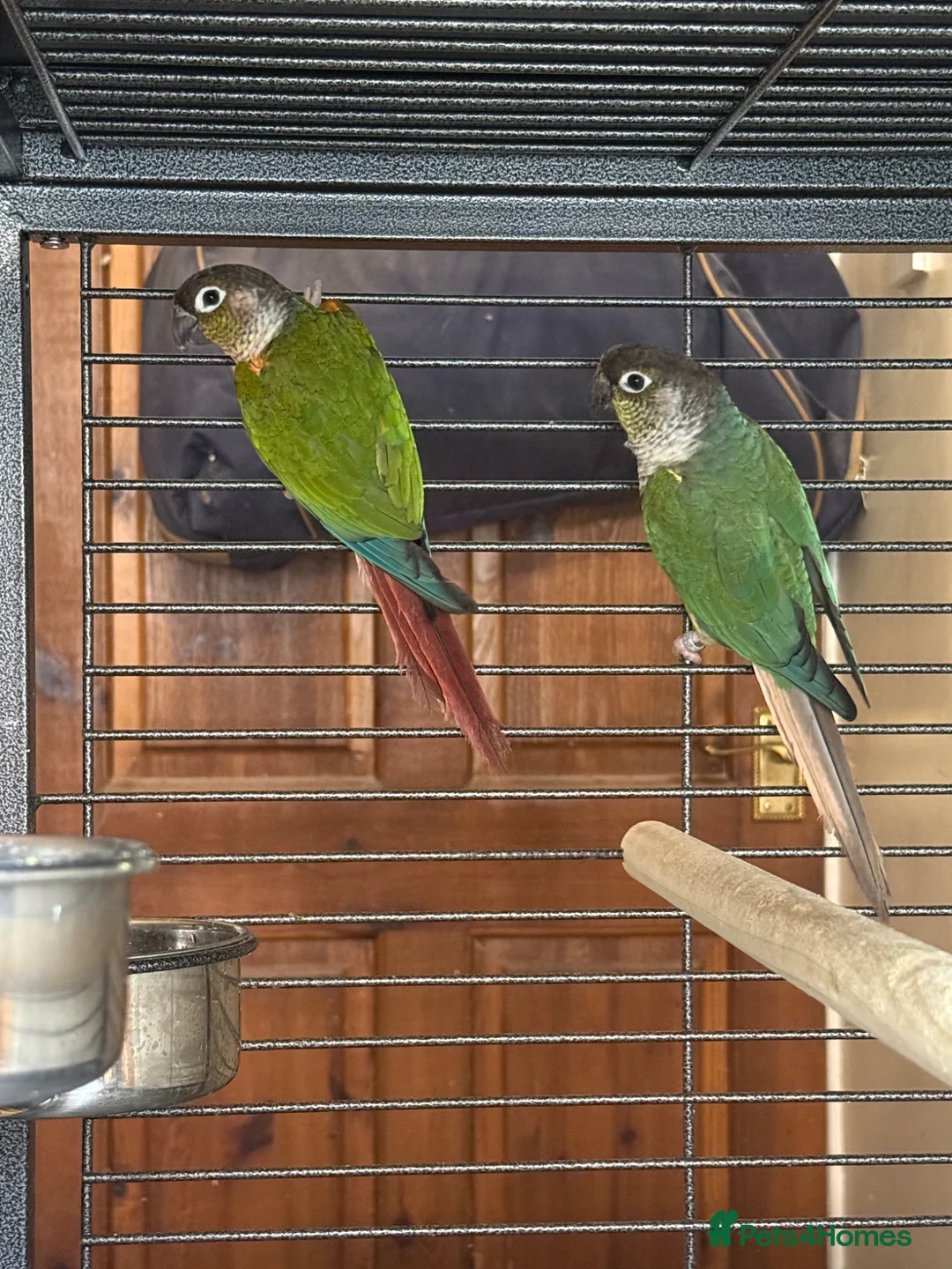 Conures birds for sale: Pair of conures for sale - Advert 1