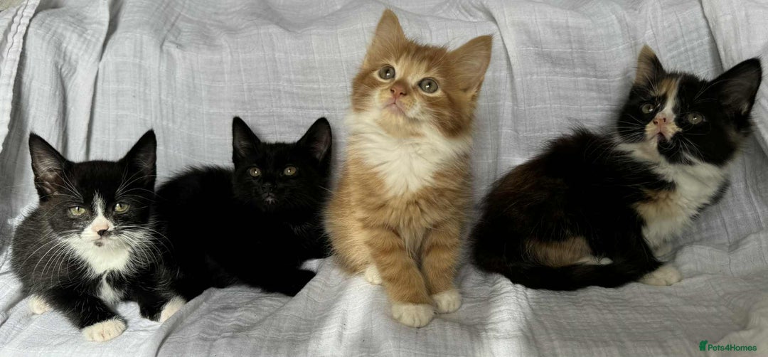 Mixed Breed cats for sale: Last black female left Turkish angora cross kitten - Image 28