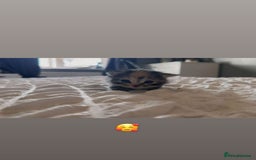 Domestic Shorthair cats for sale: 4 beautiful kittens, 2 boys and 2 girls - Image 1