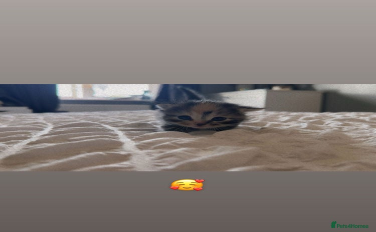 Domestic Shorthair cats - Advert 3