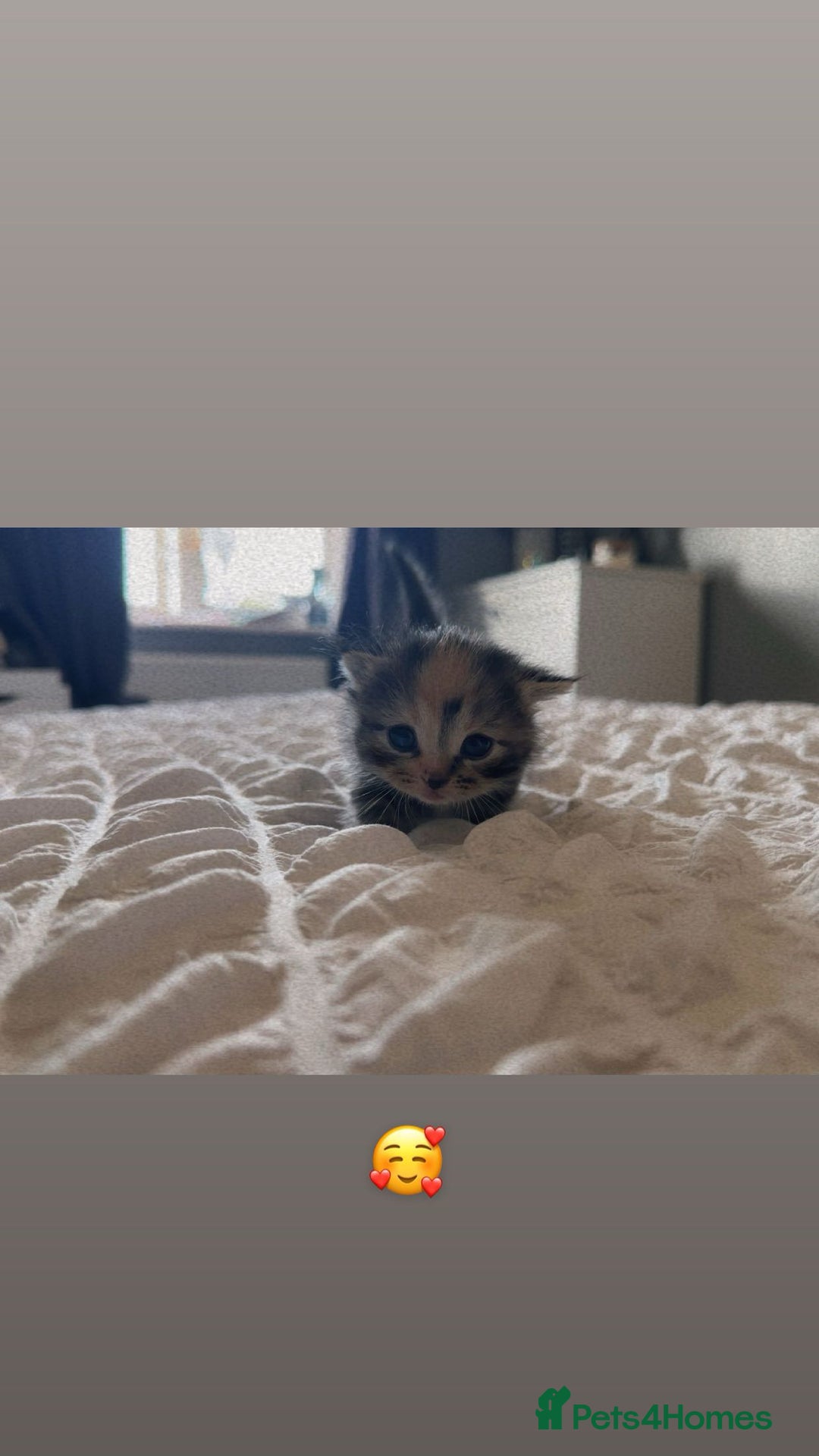 Domestic Shorthair cats for sale: 4 beautiful kittens, 2 boys and 2 girls - Image 1