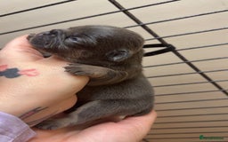 French Bulldog dogs for sale: Frenchies  - Advert 13