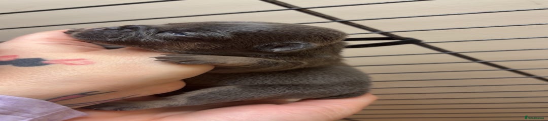 French Bulldog Puppy 5