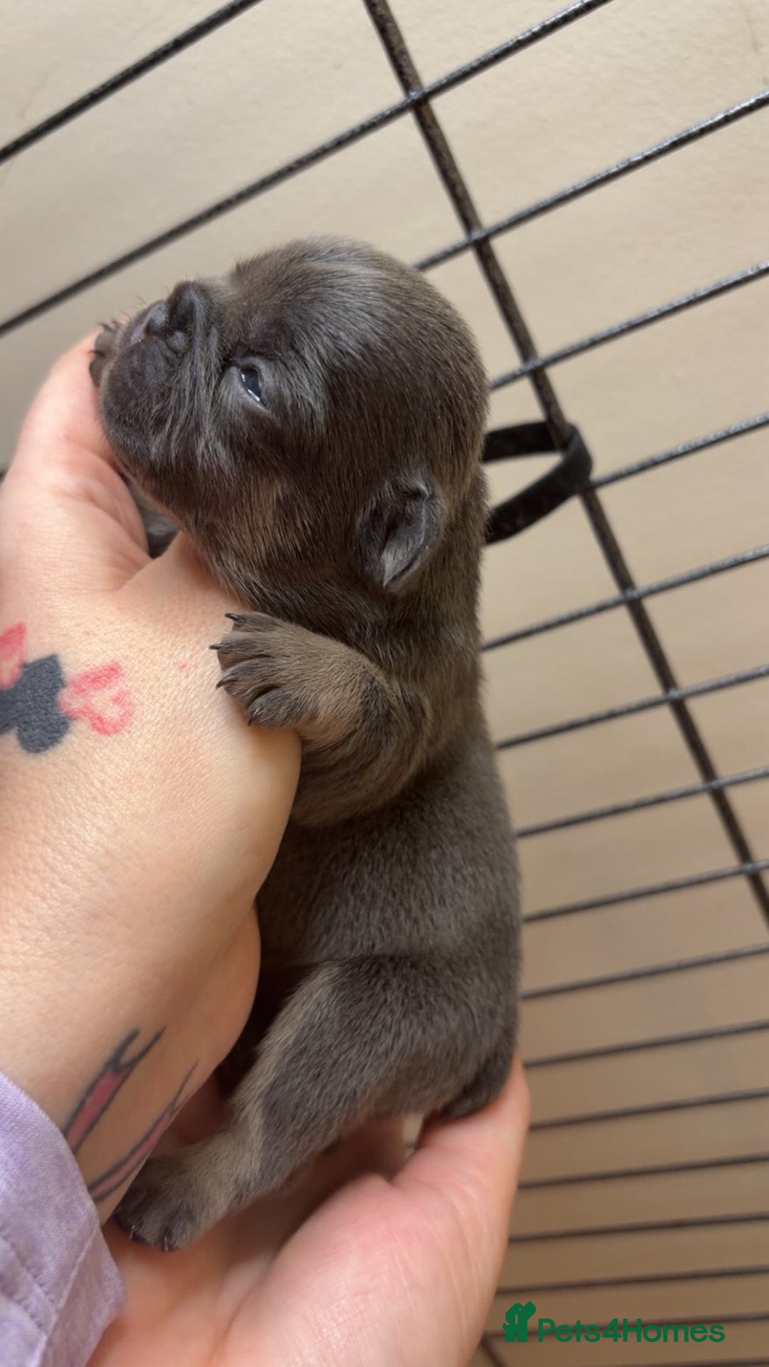 French Bulldog dogs for sale: Frenchies  - Advert 13