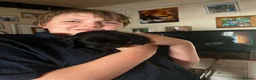 Cocker Spaniel dogs for sale: Gorgeous, beautiful cocker spaniel pups - Advert 6