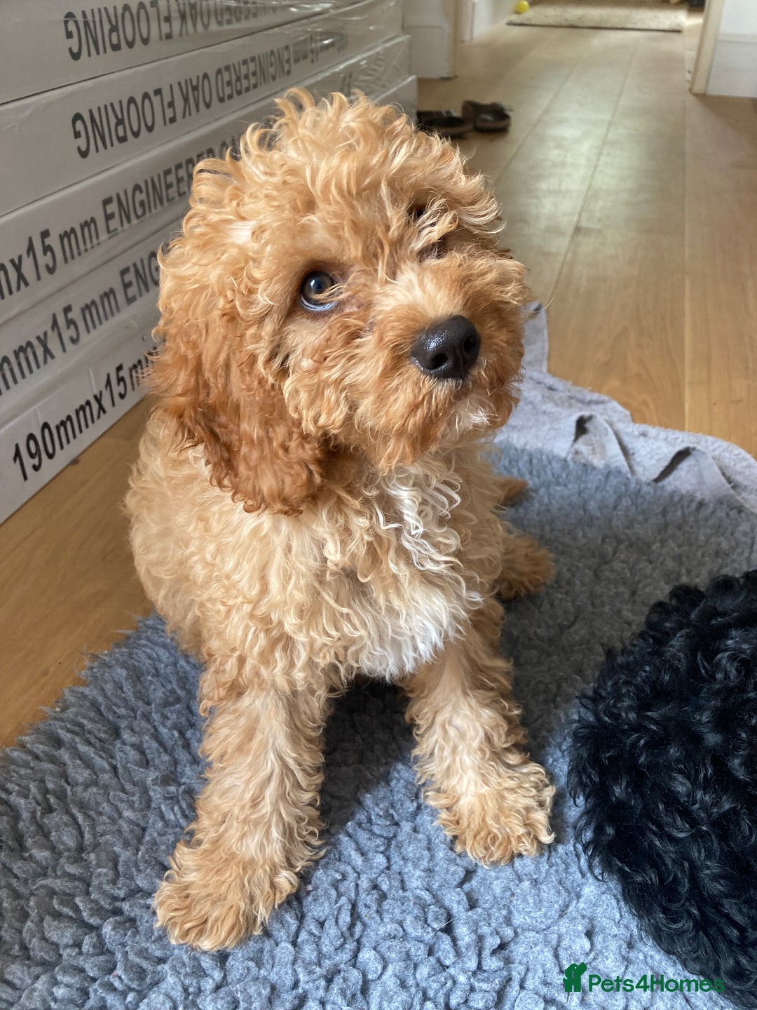 Cavapoo dogs for sale: 14 week old male Cavapoo puppy - Image 5