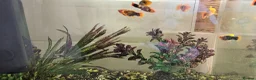 Platies fish for sale: Fish Tank / Aquarium Complete Set – Ready to Go - Advert 5