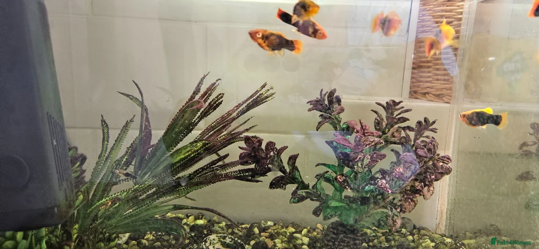 Platies fish for sale: Fish Tank / Aquarium Complete Set – Ready to Go - Advert 5