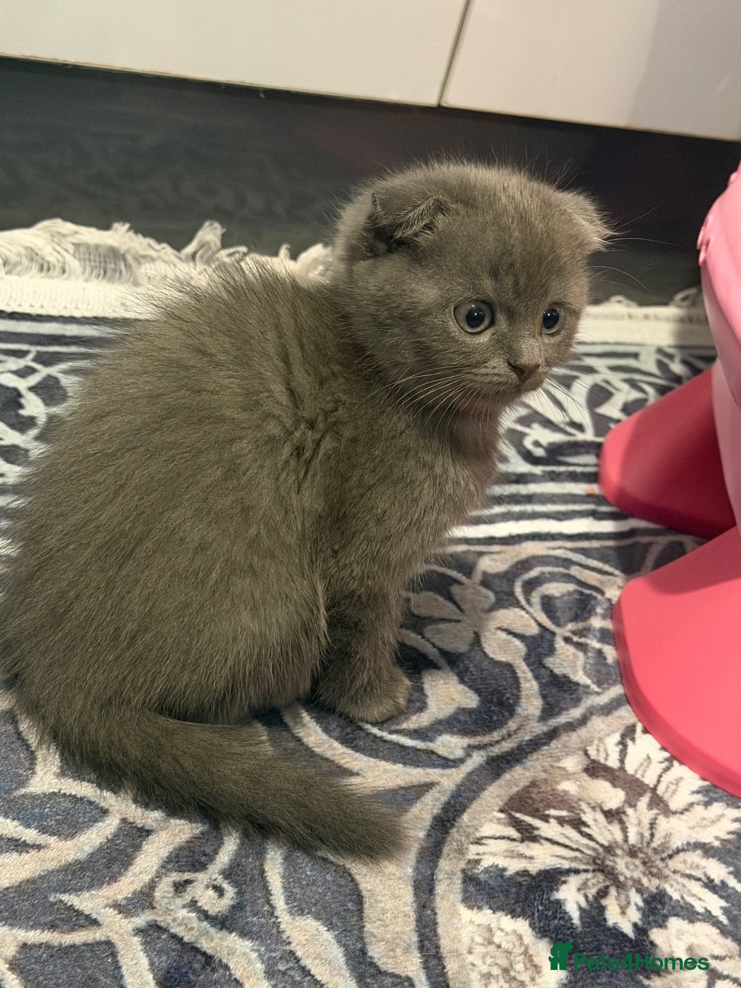 Scottish Fold cats TODAY OFFER‼️STUNNING LAST GREY FEMALE  - Advert 1