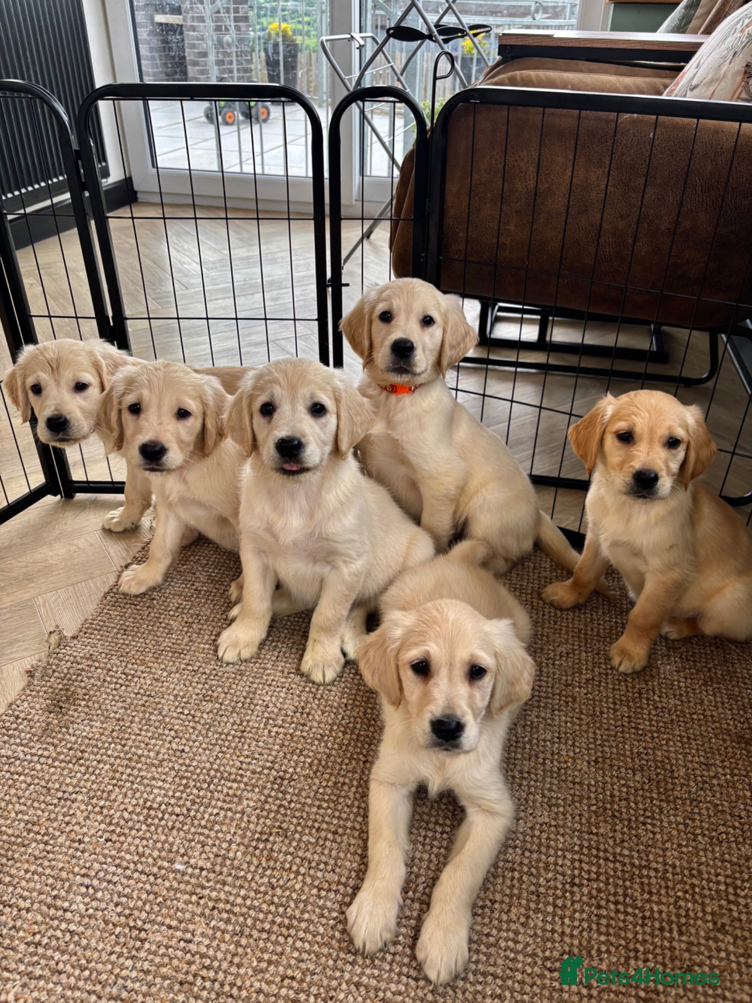 Golden Retriever dogs KC Reg Golden Retriever puppies - Readh msg  - Advert 1