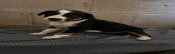 Border Collie dogs for sale: Border collie pups for sale - Advert 1