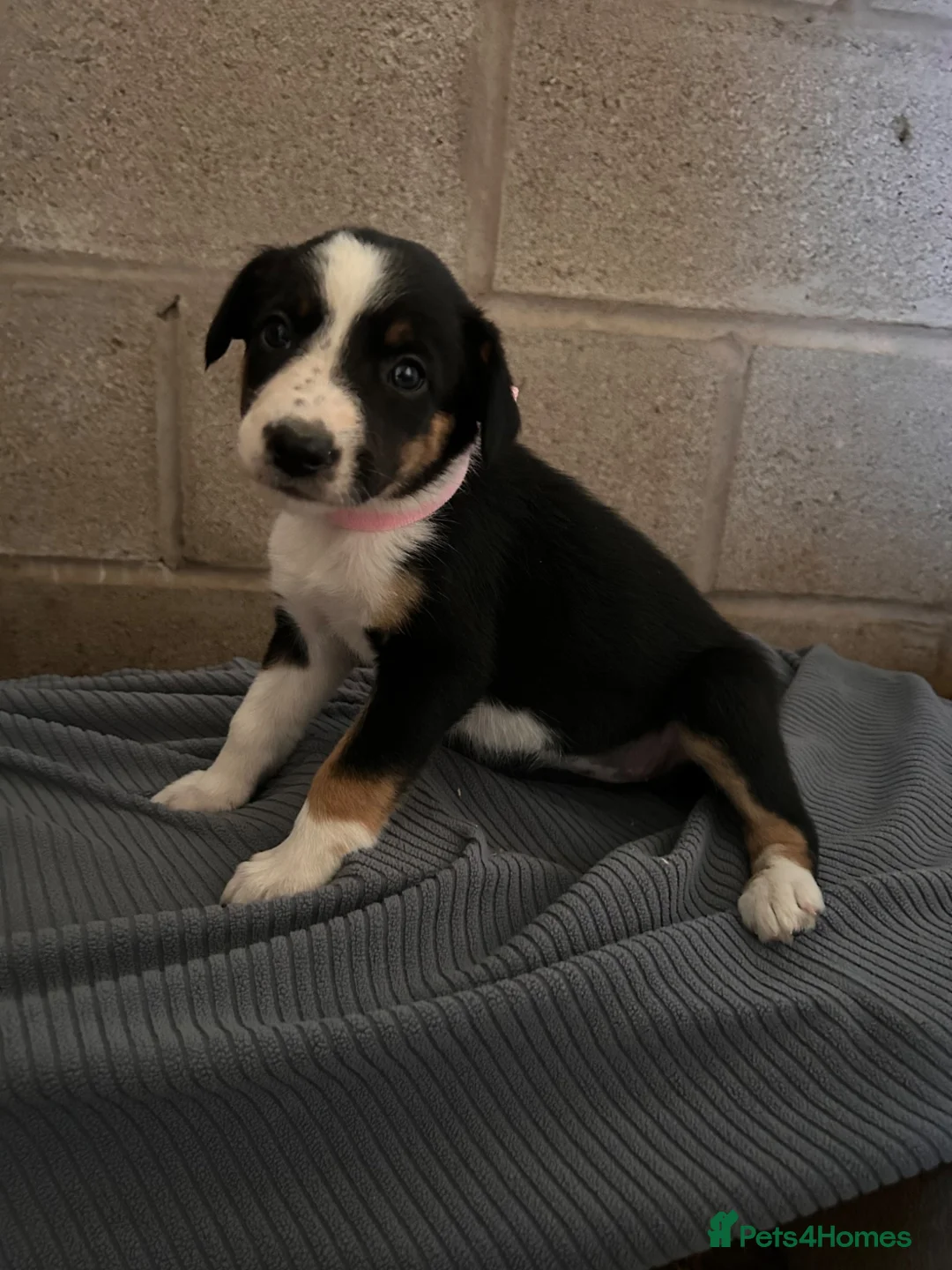 Border Collie dogs for sale: Border collie pups for sale - Advert 1