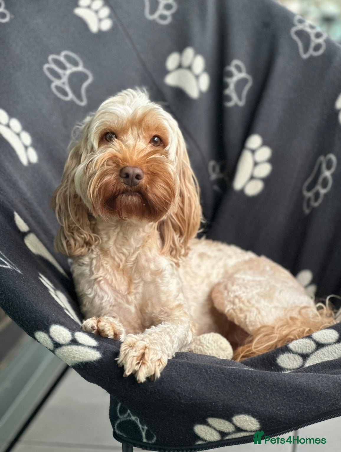 Cockapoo dogs 🐾 Gorgeous F2 Cockapoo Puppies 🐾 - Advert 1
