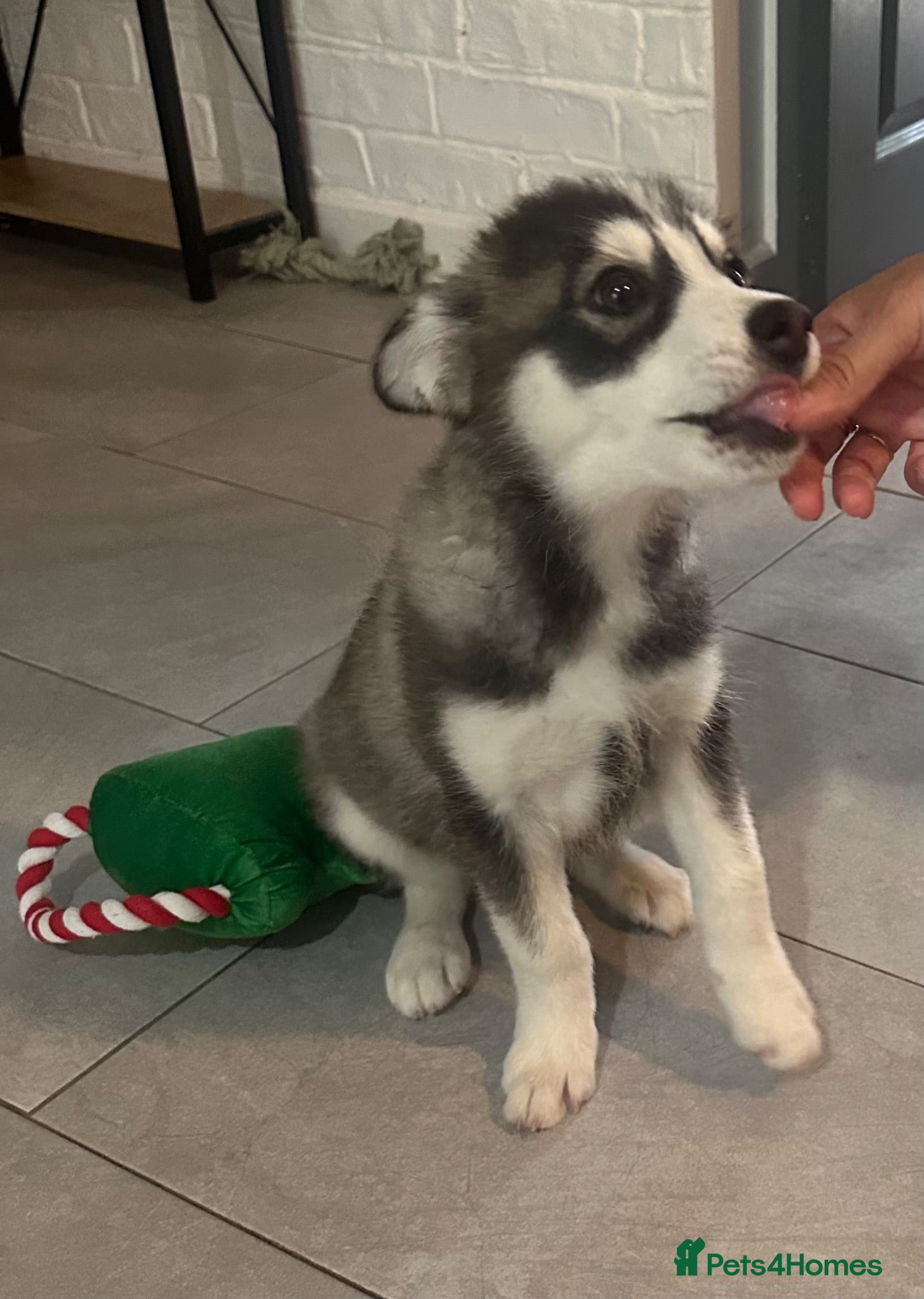 Pomsky dogs Price reduction Last boy F4 Pomsky  - Advert 13