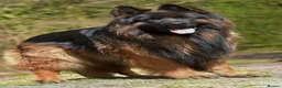 German Shepherd dogs for sale: German shepherd  - Advert 18