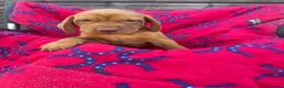 Hungarian Vizsla dogs for sale: Outstanding Kc registered Hungarian vizsla - Advert 7