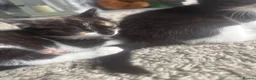 Mixed Breed cats for sale: Kittens for sale in Blackburn - Advert 2