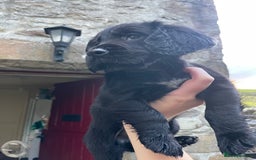 Cocker Spaniel dogs for sale: Working Cocker spaniel puppies for sale - Image 9