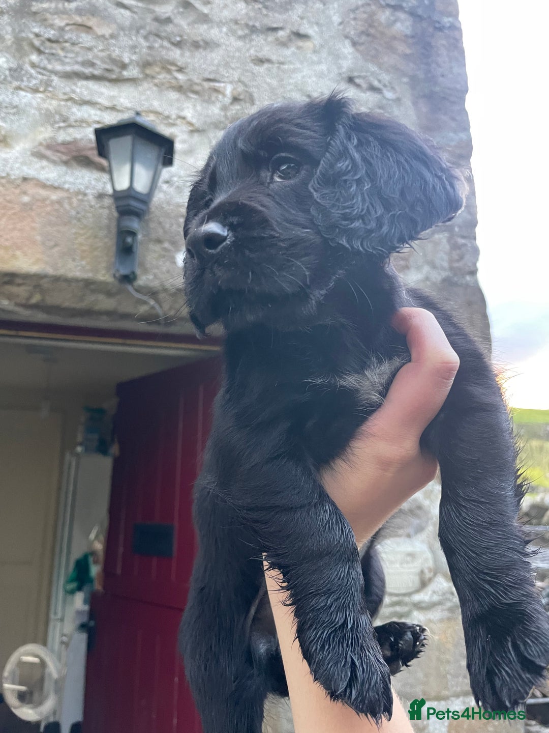 Cocker Spaniel dogs for sale: Working Cocker spaniel puppies for sale - Image 9