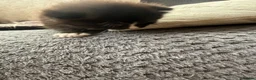 Mixed Breed cats for sale: Kitten looking for new home - Advert 4