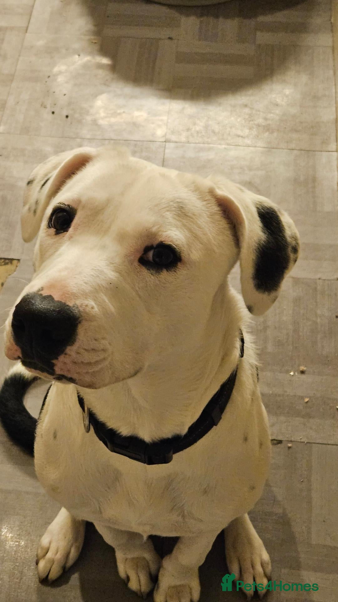 Mixed Breed dogs for sale: Nova  - Advert 3
