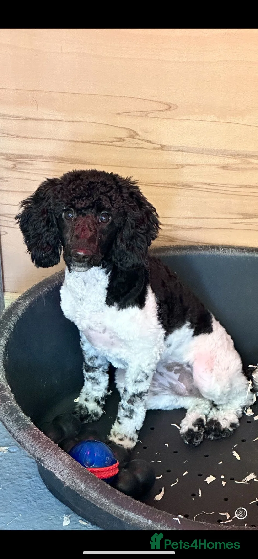 Miniature Poodle dogs for sale: Party time poodle  - Advert 4