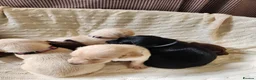 Cockerdor dogs for sale: A beautiful litter of 7 Cockadors in Colchester - Advert 5