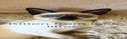 Siamese cats for sale: ORIENTAL SIAMESE × LYNX POINT SIAMESE KITTENS - Advert 5
