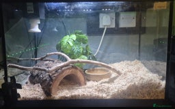 Corn Snake reptiles for sale: Corn snake  - Image 2