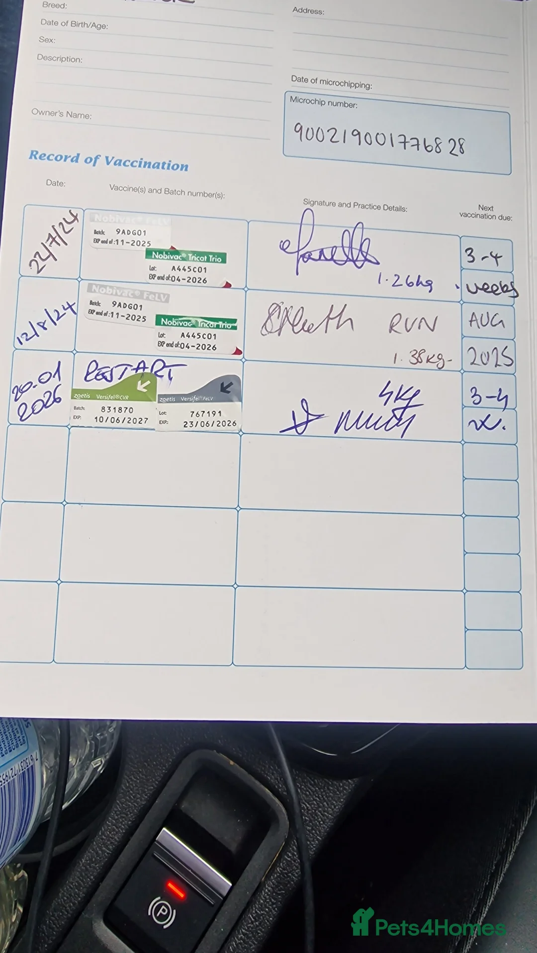 British Shorthair cats for sale: Silver Classic Tabby British Shorthair - Advert 4