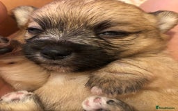 Pomchi dogs for sale: Meet dollys Beautiful pomchi puppies  - Image 6