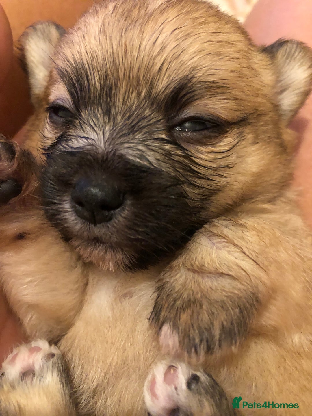 Pomchi dogs for sale: Meet dollys Beautiful pomchi puppies  - Image 6