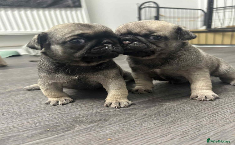 Pug dogs Pug puppies x3 girls left  - Advert 14