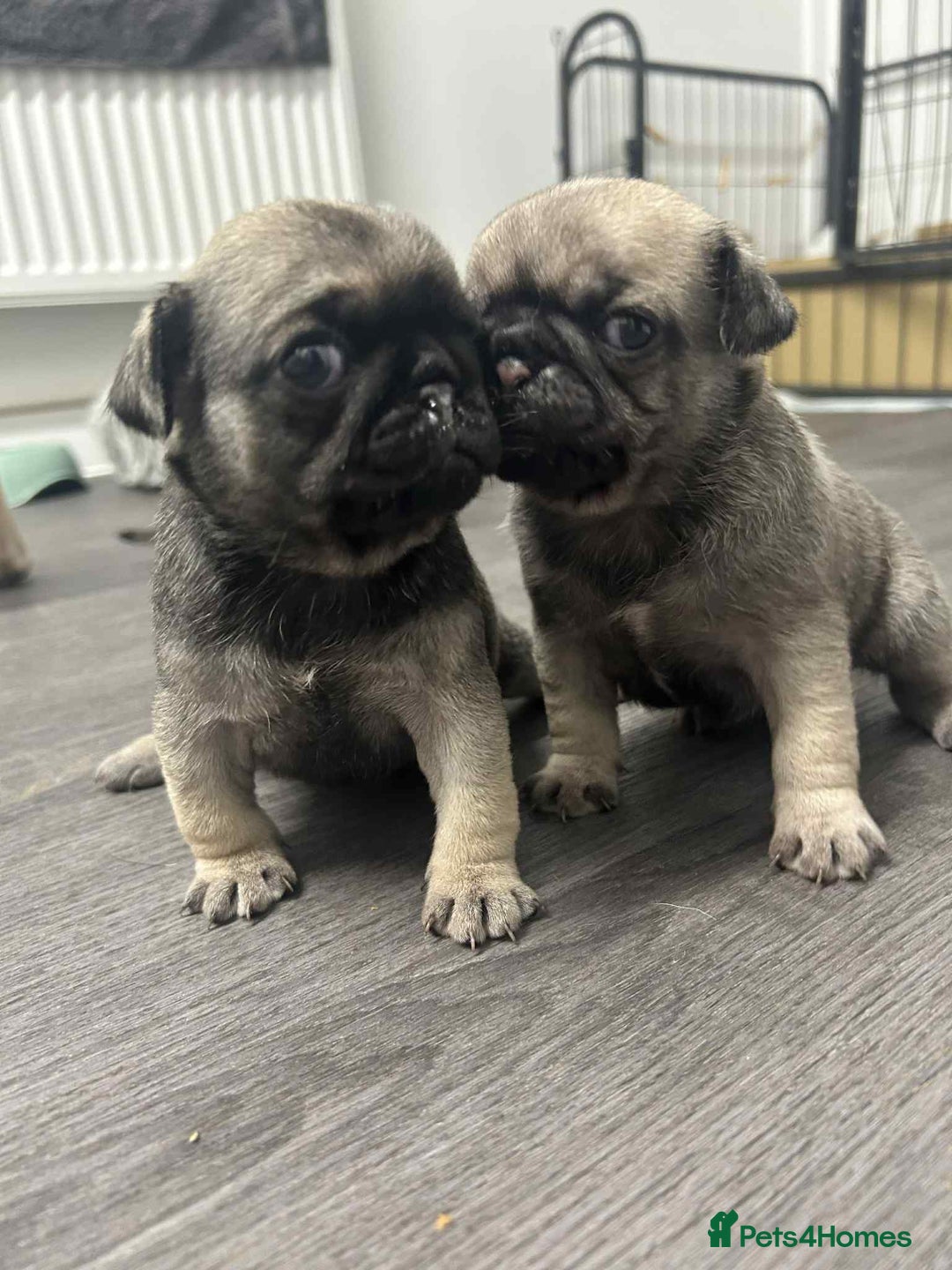 Pug dogs for sale: Pug puppies x3 girls left  - Advert 1
